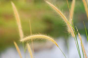 Bright in the morning. Natural backgrounds with beauty flower grass at road.