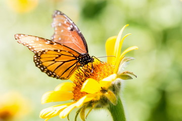 Fototapeta na wymiar Queen butterfly feeding on a wild sunflower in Mexico. This is a Orange and black butterfly.