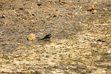 Namaqua dove, Oena capensis, in northern Madagasc
