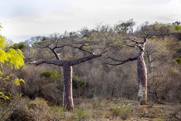Papier Peint photo autocollant Baobab baobabs dans le nord de Madagascar