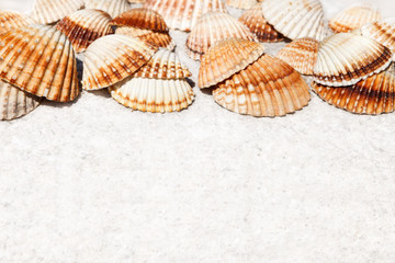 Exotic sea shells lying on a white stone
