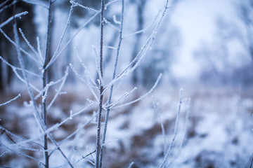 Fototapeta na wymiar tree in snow, winter
