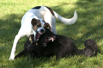 Two dogs fighting