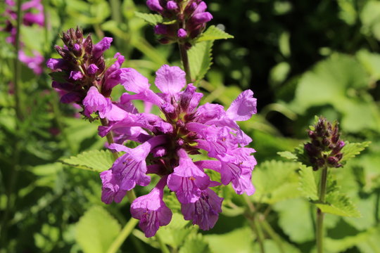 Purple "Big Betony" flowers in Zurich, Switzerland. Its Latin name is Stachys Macrantha, native to Turkey, Caucasus and Iran.