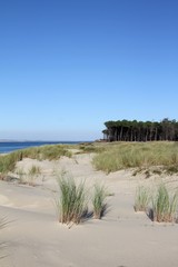 Fototapeta na wymiar protection des dunes littorales par la plantation d'oyats