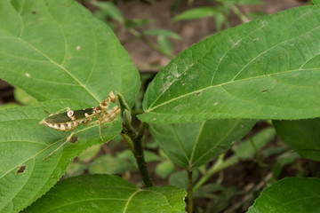 Grasshopper