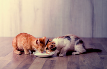 Fototapeta na wymiar Two kitten eating milk
