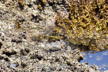 masked crabs in the rocks on the coast, north of Madagascar