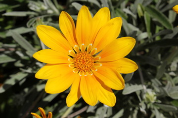 Hybrid "Gazania Bicton Orange" flower in Zurich, Switzerland.