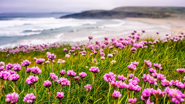 Küstenlandschaft mit bunten Blumen - Bretagne © BR