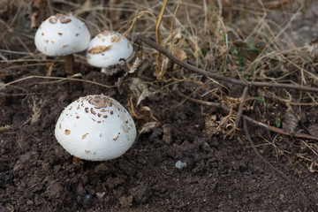 Obraz premium mushrooms