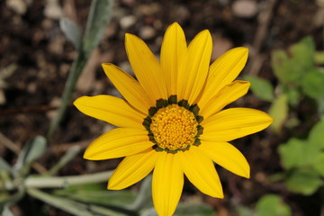 Yellow hybrid 