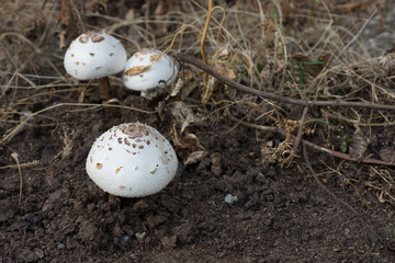  mushrooms