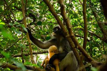 Langur monkeys