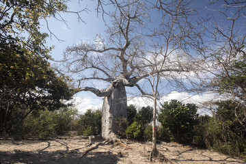 old baobab, northern Madagascar