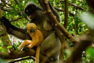 Langur monkeys