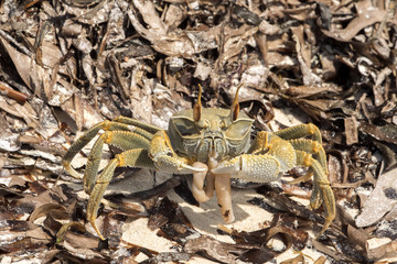 crab in dry algae on the coast, north of Madagascar