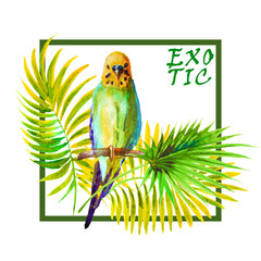 watercolor picture of budgie on white background