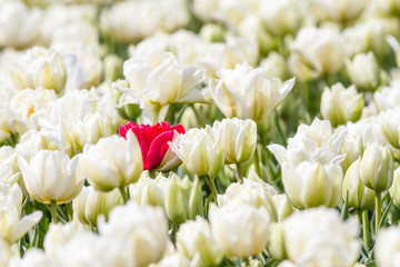 an tulip field