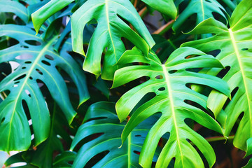 Green monstera leaf. Bright green lush leaves. Shallow depth of field. Selective focus. - obrazy, fototapety, plakaty