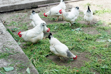 White chicken walking on the chicken coop in the spring. Agriculture. Ornithology. Poultry yard.