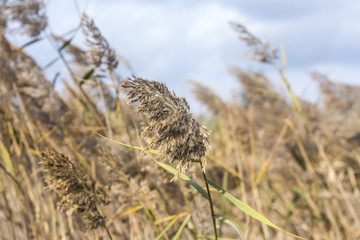 Landscape of dried herbs