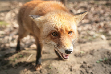 Portrait of angry fox