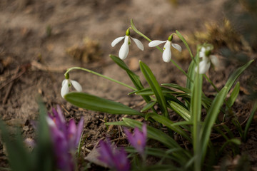Galanthus, snowdrop