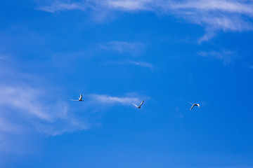 White-tailed Tropicbird, Phaeton lepturus, fishing in the Atlantic Ocean, Madagascar