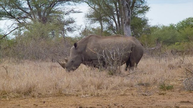 Mother and Young Rhinos in their Natural African Habitat inside Kruger National Park