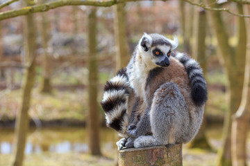A lemur sits at the tree trunk