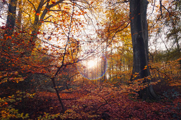 Obraz premium Jesienne liście