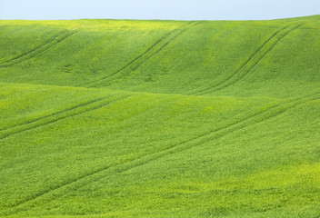 view to green wheat field