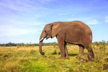 Fototapeta na wymiar African elephant