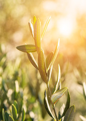 Branche d& 39 olivier frais dans la lumière du coucher du soleil, fond écologique ensoleillé de la nature
