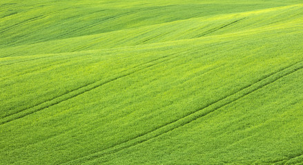 landscape with green wheat field