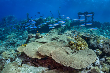 Fototapeta na wymiar Fish shoals over coral reef