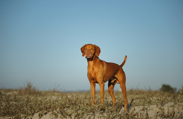 Vizsla dog standing on dry brush with blue sky