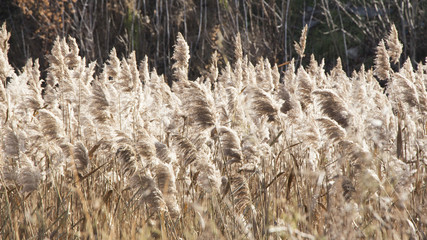 Fototapeta premium Spica