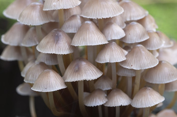 Mushrooms (Mycena inclinata) on a stump
