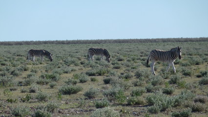 Fototapeta na wymiar Zebras in the gras in Africa