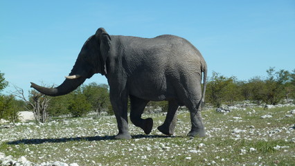 Elephant in the green in africa