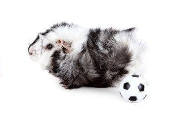 little guinea pig playing football