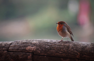 Robin