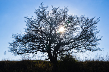 Tree on a meadow at sunny autumn day, Deliblatska pescara, Serbia