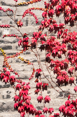 Autumnal leaves on stone wall in Derbyshire, England
