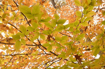 Red yellow orange and green fall foliage
