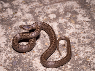 Smooth snake (Coronella austriaca), young specimen, near the Danube river, Slovakia