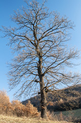 Obraz na płótnie Canvas Big defoliated tree on late autumn landscape background in clear sunny day