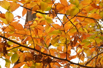 Red yellow and orange fall foliage